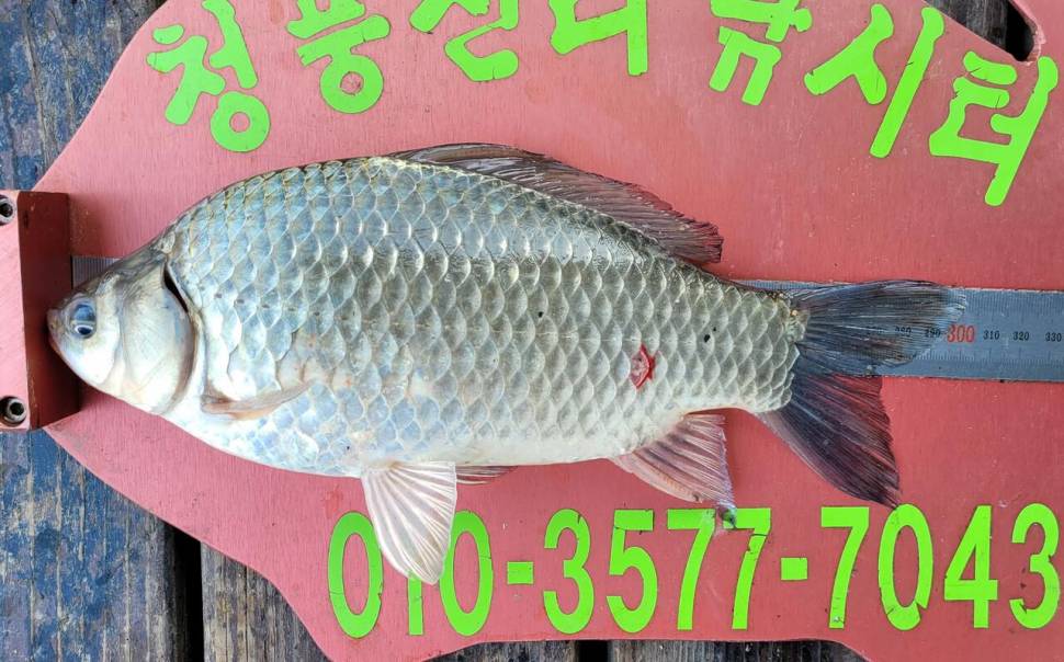 청풍신리낚시터 42cm4짜허리급 조황입니다 (조황조행기 - 충주호조황속보)