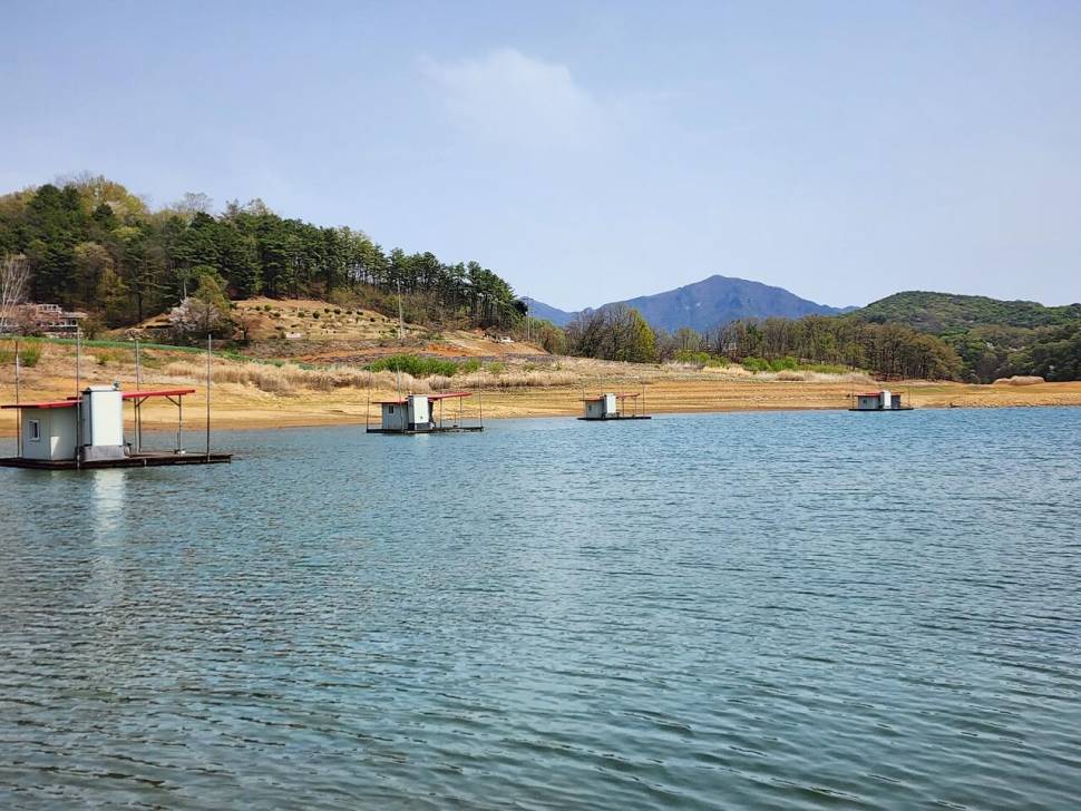청풍 한버들 조황입니다 (조황조행기 - 충주호조황속보)
