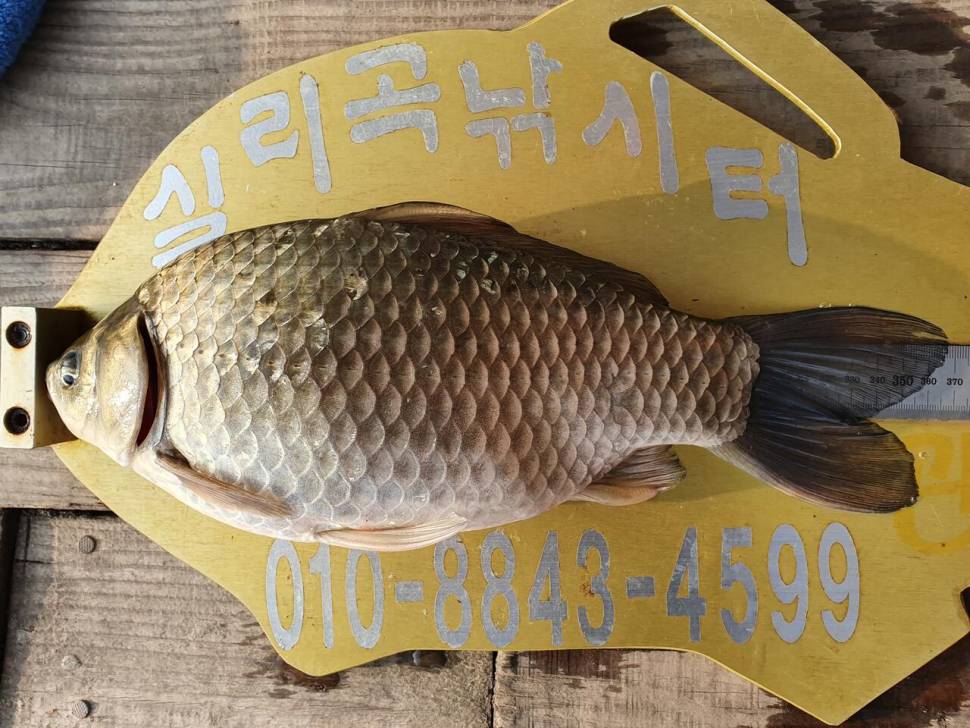 실리곡낚시터 허리급 조황입니다 (조황조행기 - 충주호조황속보)
