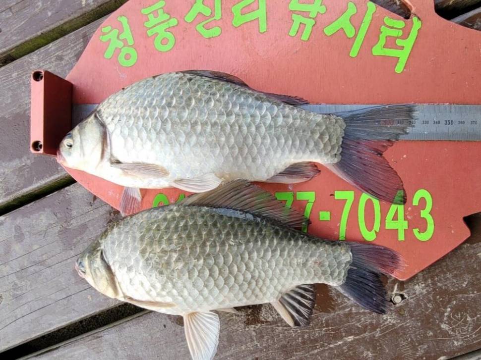 청풍신리낚시터 조황정보입니다 (조황조행기 - 충주호조황속보)