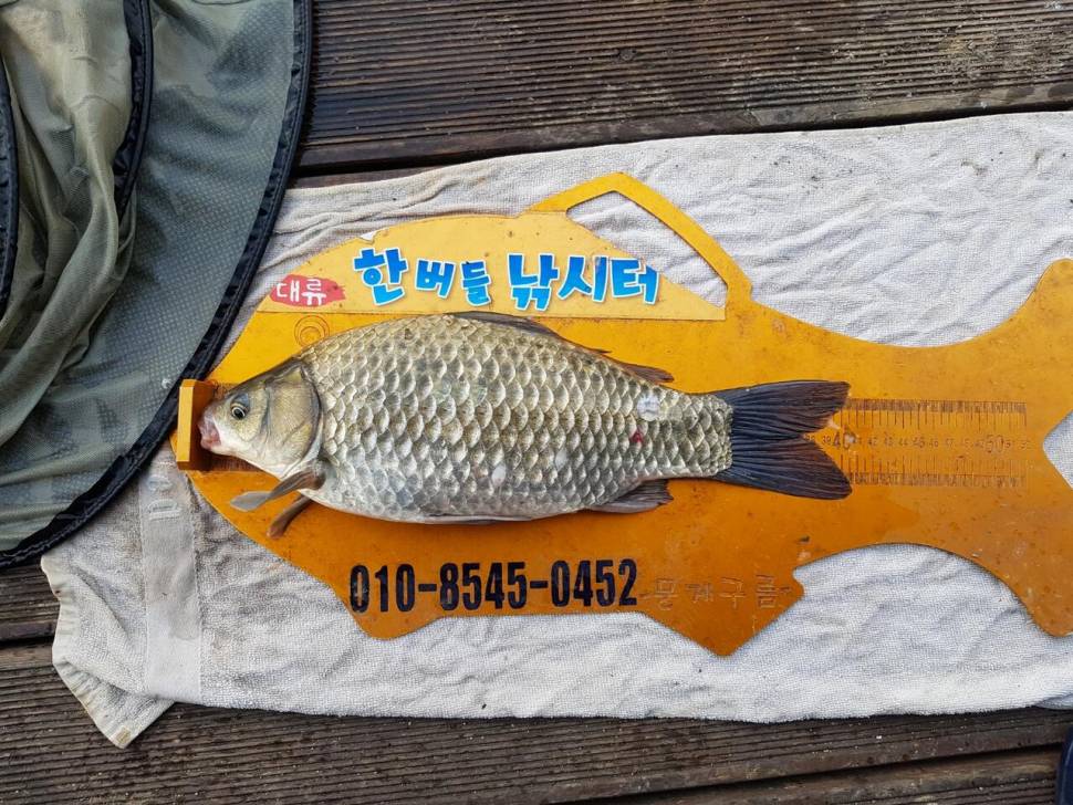 청풍호 한버들 4짜포함 월척급 마릿수 조황입니다 (조황조행기 - 충주호조황속보)
