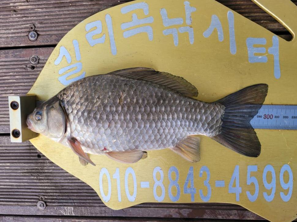실리곡낚시터 허리급외 월척마릿수입니다 (조황조행기 - 충주호조황속보)