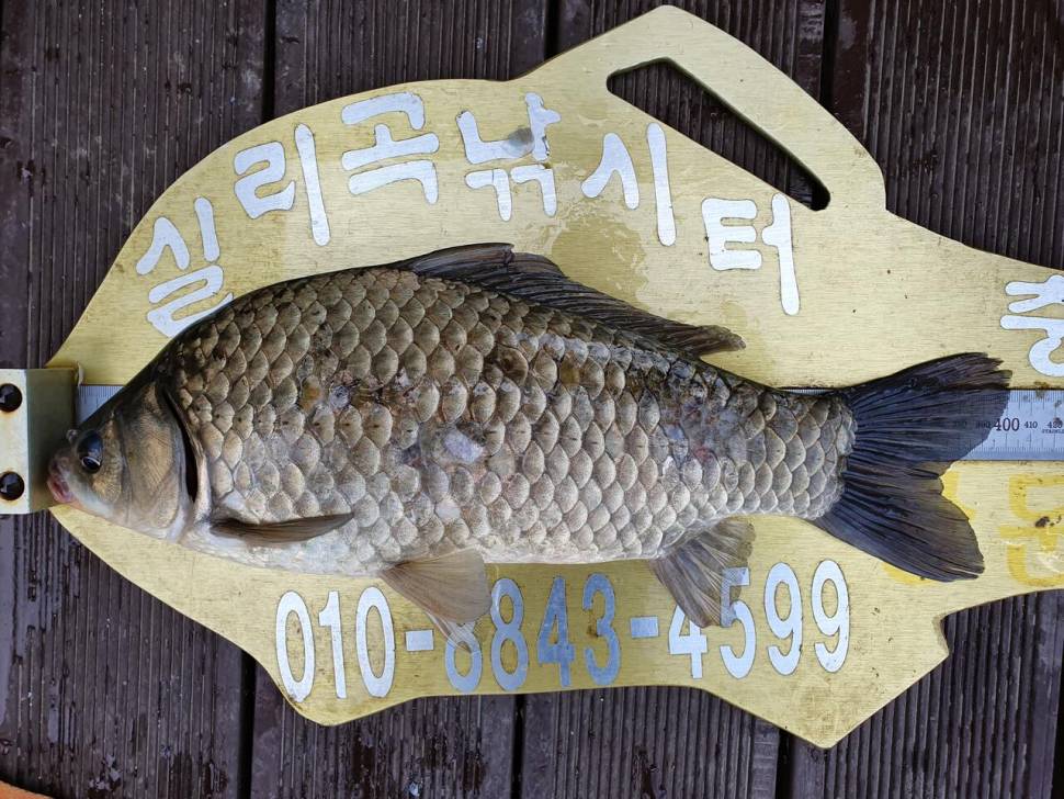 실리곡낚시터 425cm 4짜4짜 허리급 조황입니다 (조황조행기 - 충주호조황속보)