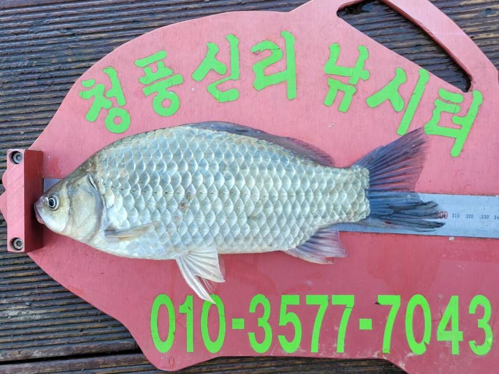 청풍신리낚시터 조황정보입니다 (조황조행기 - 충주호조황속보)
