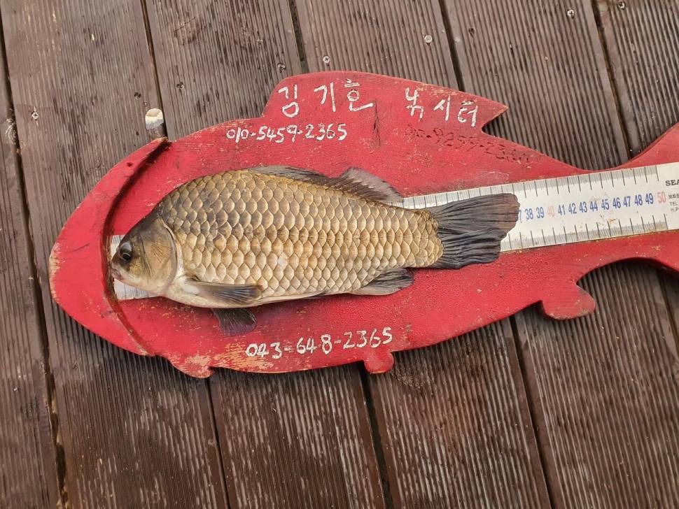 용곡 김기호낚시터 허리급 조황입니다 (조황조행기 - 충주호조황속보)