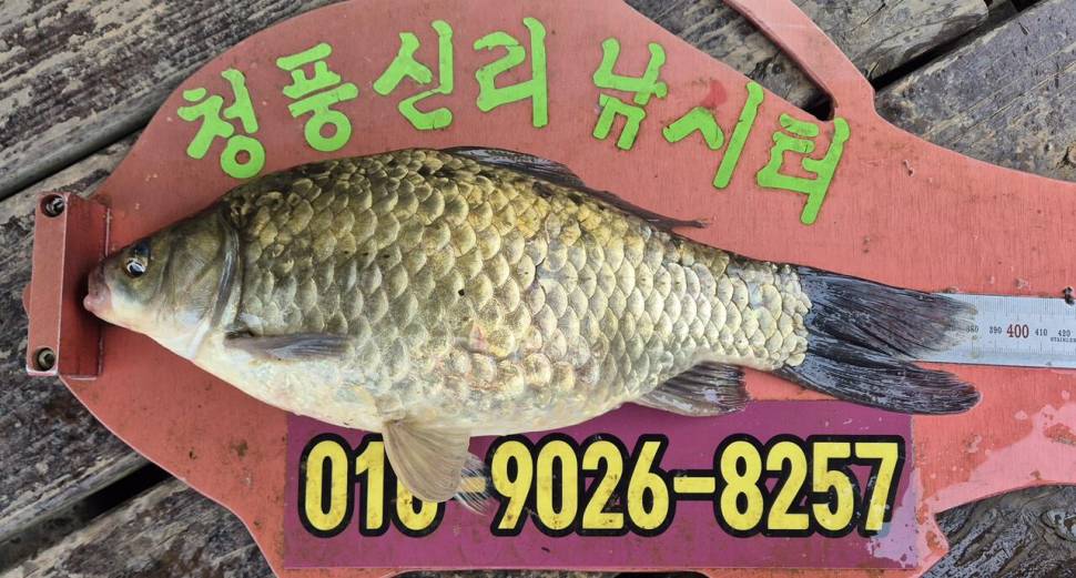 청풍신리낚시터 주말조황입니다 (조황조행기 - 충주호조황속보)