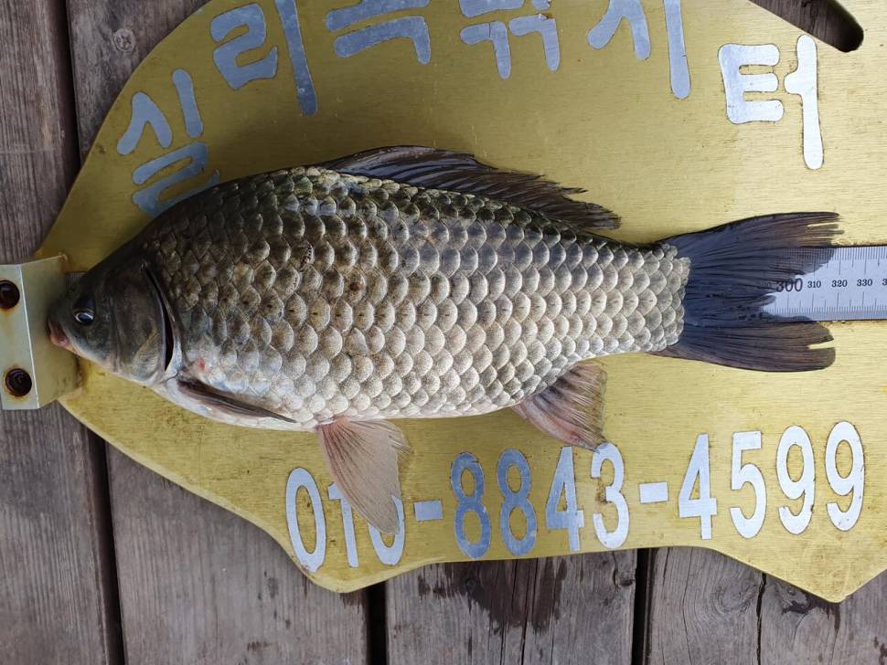 실리곡낚시터 425cm 4짜4짜 허리급 조황입니다 (조황조행기 - 충주호조황속보)
