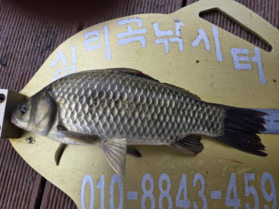 청풍 실리곡낚시터 조황입니다 (조황조행기 - 충주호조황속보)