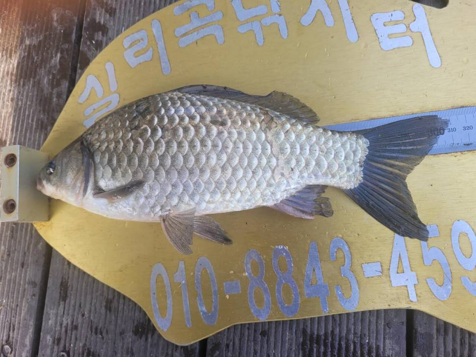 청풍실리곡낚시터 4짜 조황입니다 (조황조행기 - 충주호조황속보)