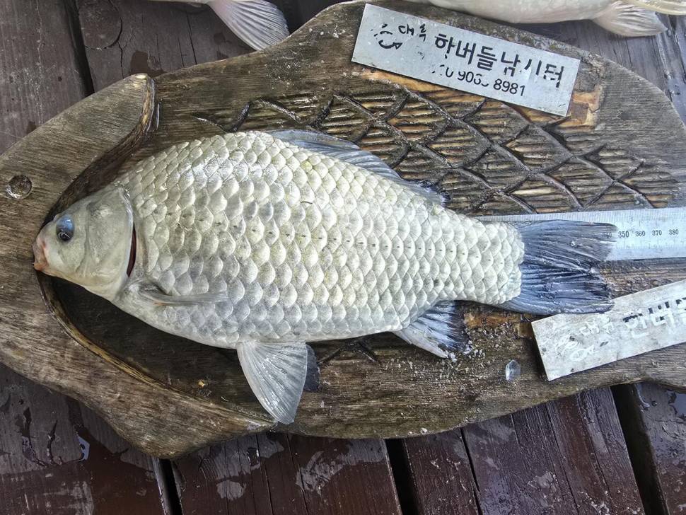 청풍 한버들조황입니다 (조황조행기 - 충주호조황속보)