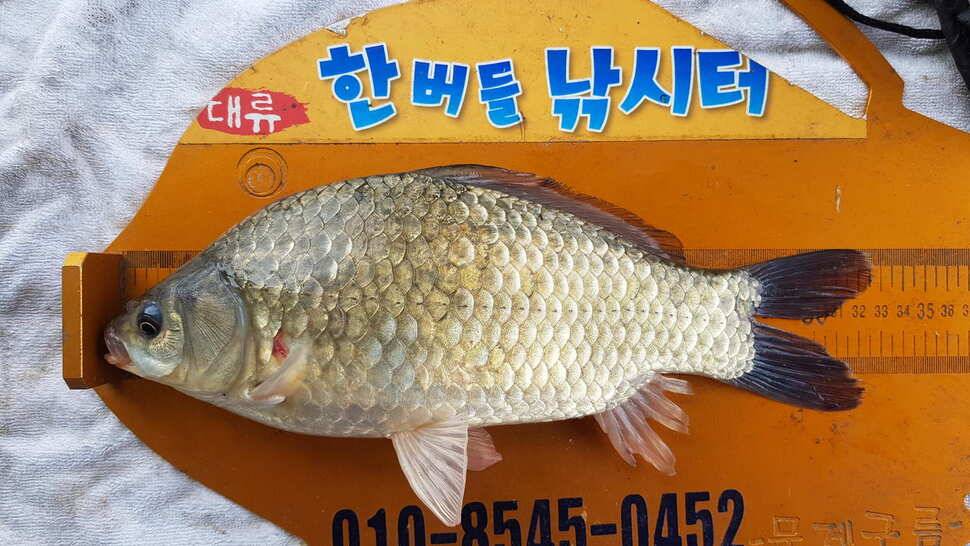 한버들 조황입니다 (조황조행기 - 충주호조황속보)