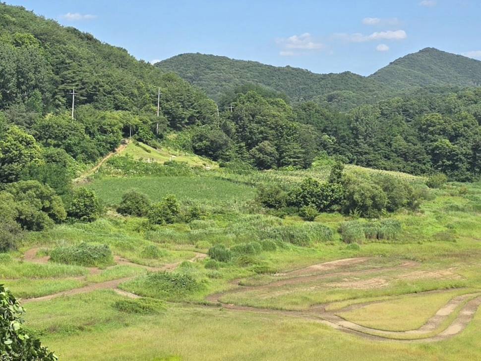 청풍 한버들 조황입니다 (조황조행기 - 충주호조황속보)
