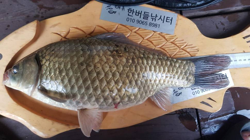 한버들 4짜 포함 허릿급 조황입니다 (조황조행기 - 충주호조황속보)
