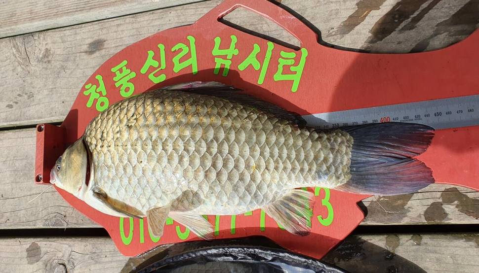 청풍신리낚시터 447cm 조황입니다 (조황조행기 - 충주호조황속보)