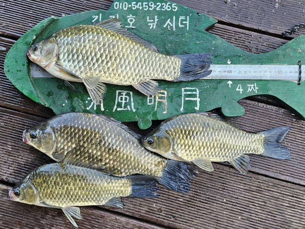 용곡 김기호 낚시터 조황정보 입니다 (조황조행기 - 충주호조황속보)