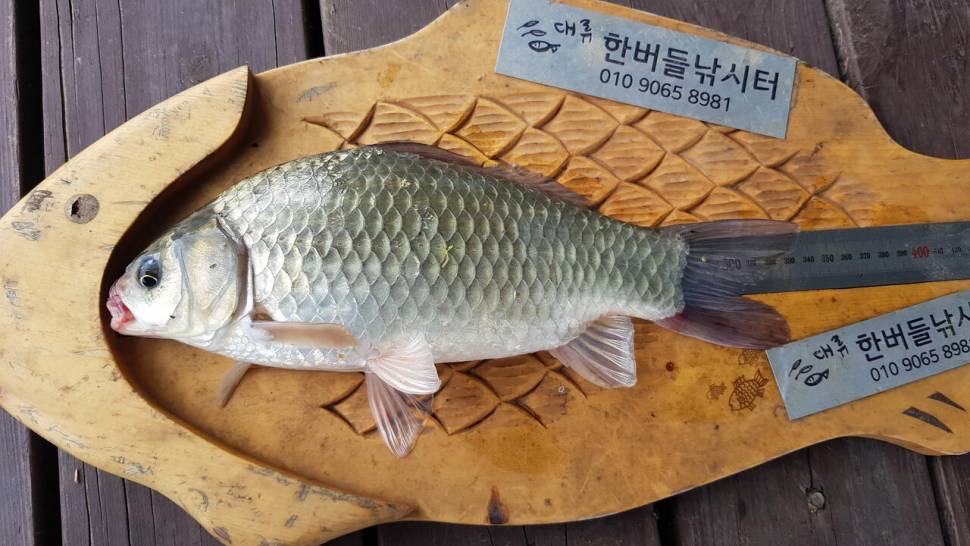 청풍 한버들 낚시터 4짜포함 허릿급 조황입니다 (조황조행기 - 충주호조황속보)