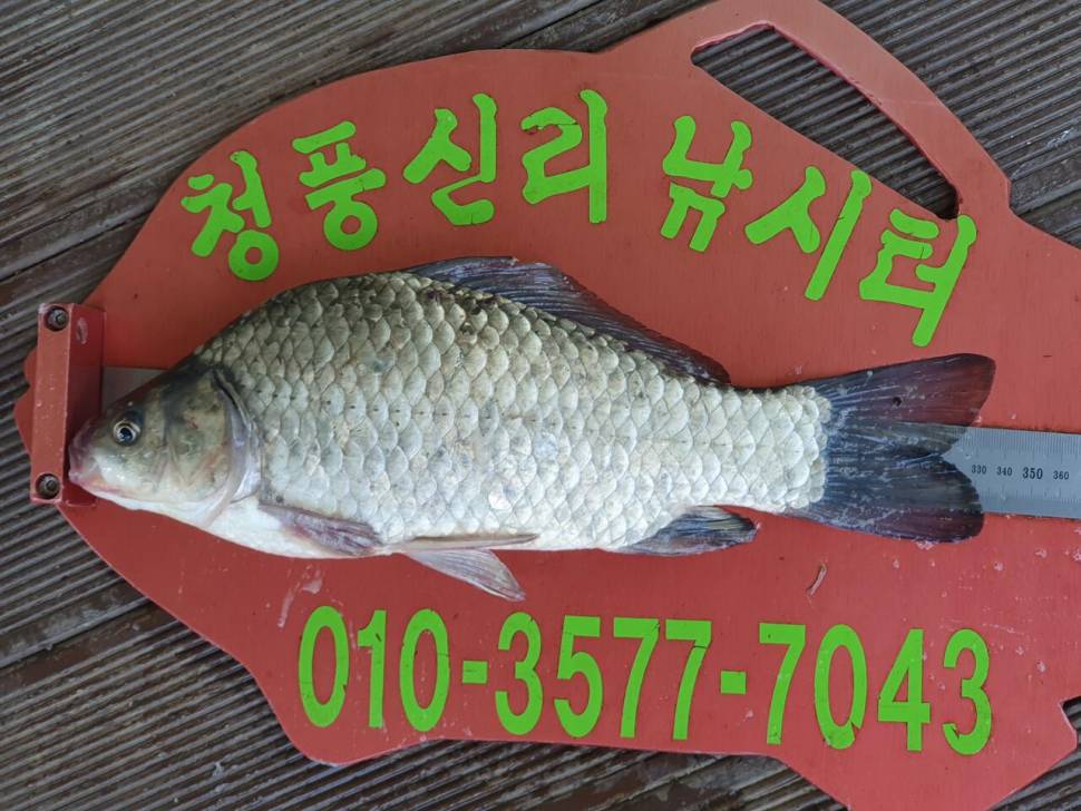 청풍신리낚시터 4짜 조황정보입니다 (조황조행기 - 충주호조황속보)