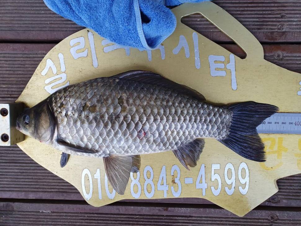 실리곡낚시터 4짜허리급 조황입니다 (조황조행기 - 충주호조황속보)