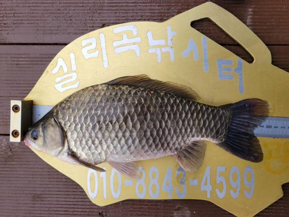 실리곡낚시터 허리급 조황입니다 (조황조행기 - 충주호조황속보)