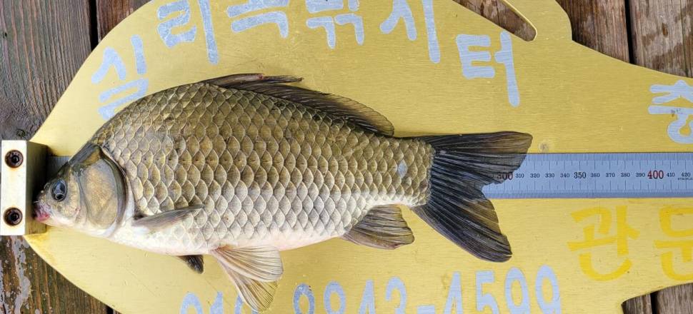 청풍실리곡낚시터 허리급 조황입니다 (조황조행기 - 충주호조황속보)