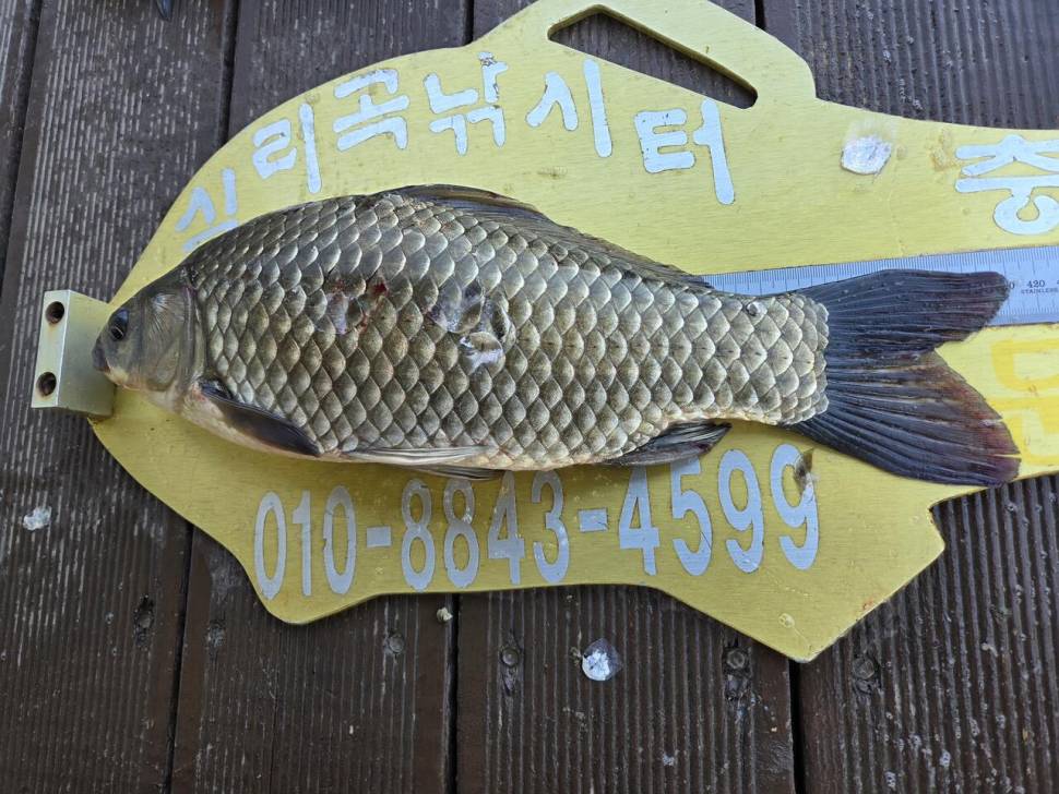 청풍 실리곡낚시터 4짜4짜 조황입니다 (조황조행기 - 충주호조황속보)