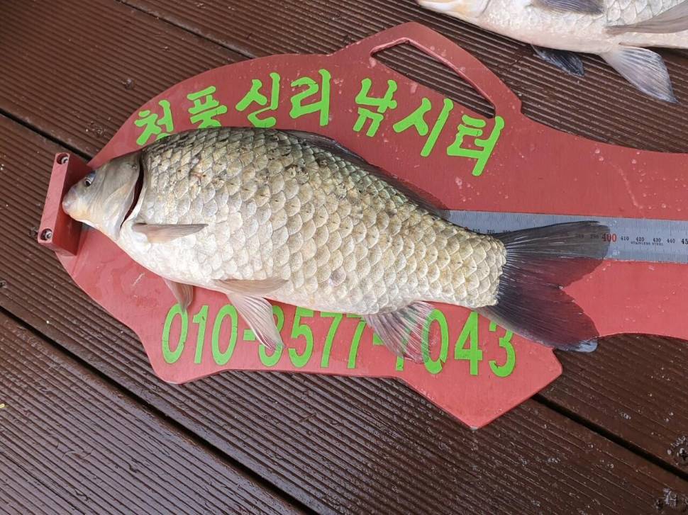 청풍신리낚시터 42cm외 4짜 3수 대박조황입니다 (조황조행기 - 충주호조황속보)