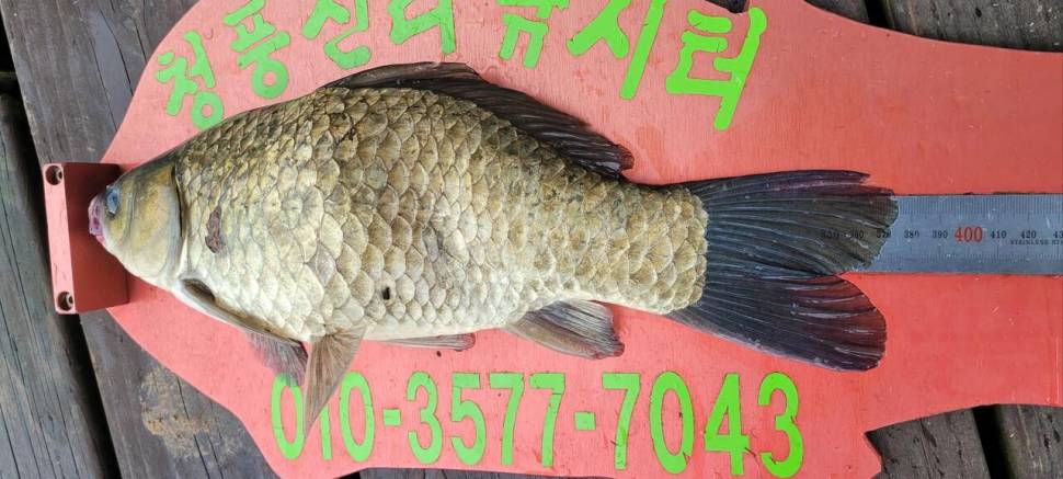 청풍신리낚시터 43cm외허리급 조황입니다 (조황조행기 - 충주호조황속보)