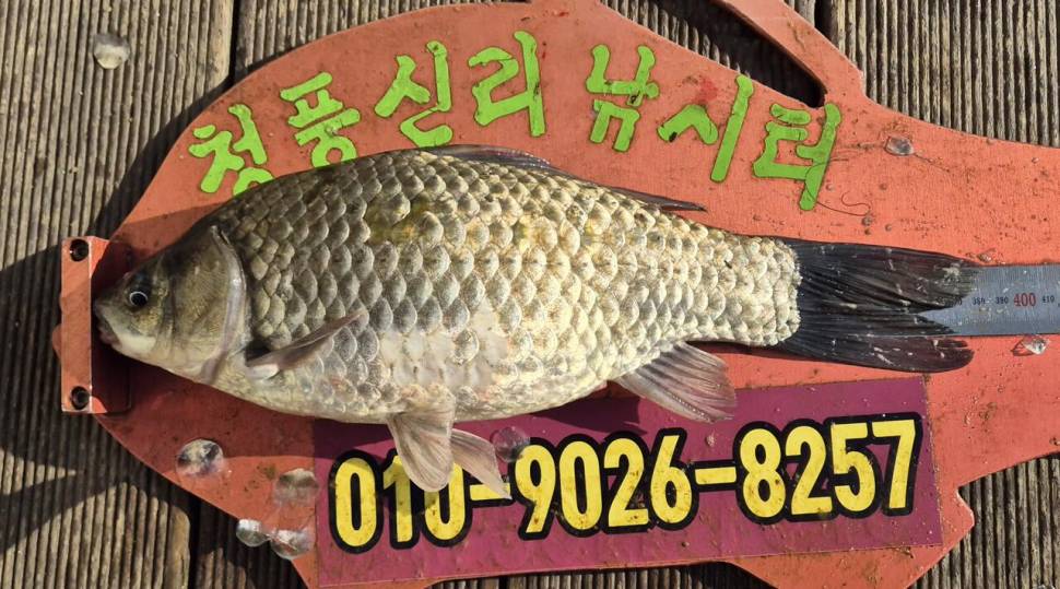 청풍신리낚시터 주말조황입니다 (조황조행기 - 충주호조황속보)