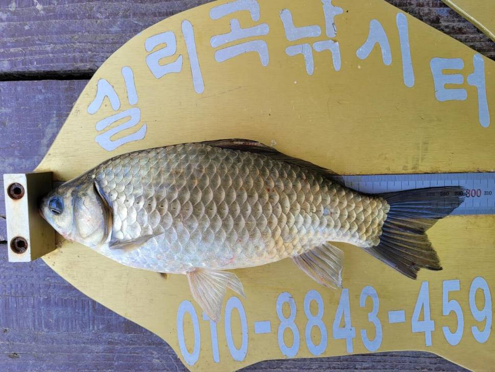 실리곡낚시터 조황입니다 (조황조행기 - 충주호조황속보)