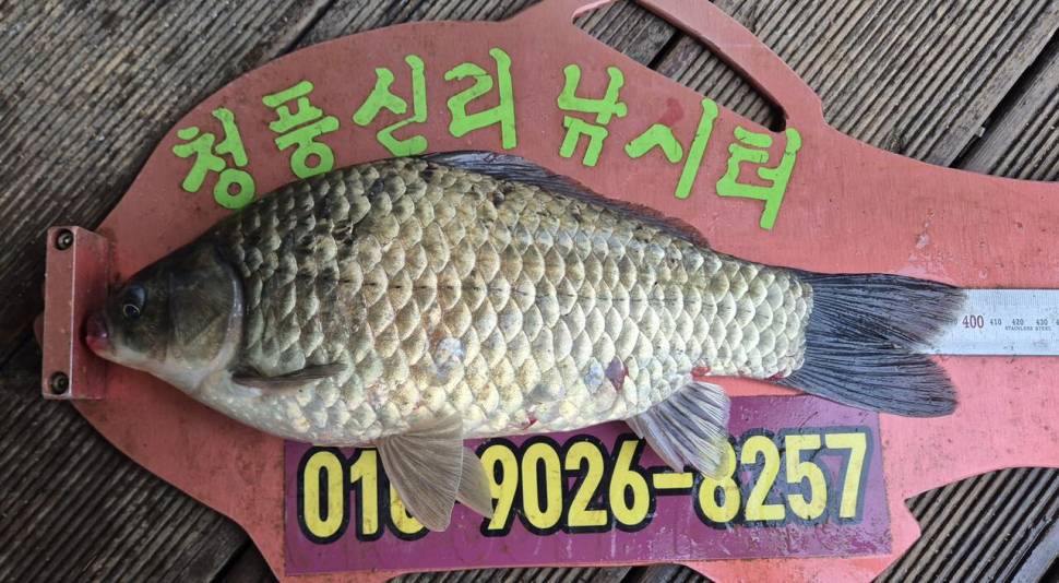 청풍신리낚시터 조황입니다 (조황조행기 - 충주호조황속보)