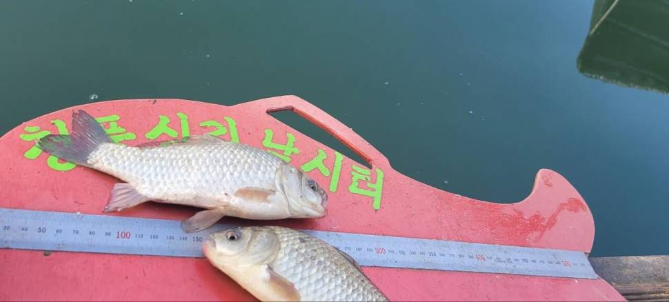 청풍신리낚시터 44cm 대물조황입니다 (조황조행기 - 충주호조황속보)
