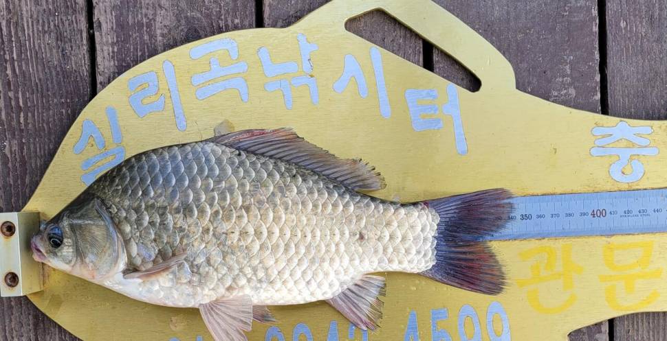 실리곡낚시터 4짜외 허리급 조황입니다 (조황조행기 - 충주호조황속보)