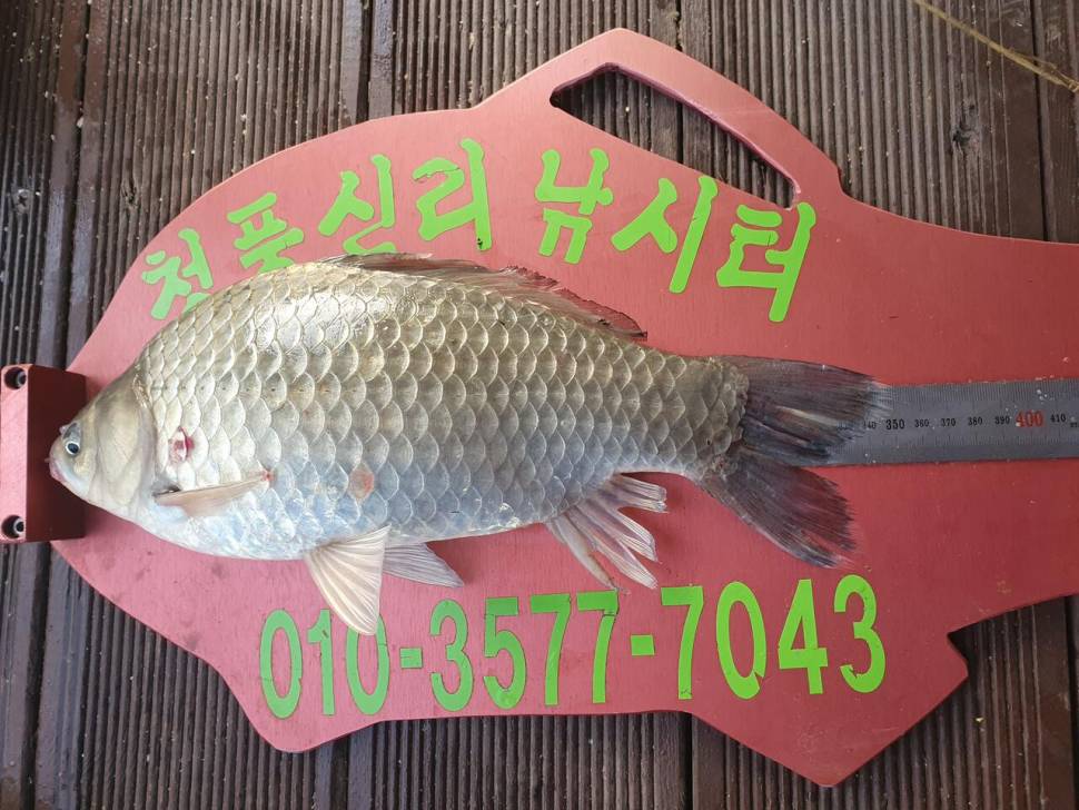 청풍신리낚시터 4짜 조황입니다 (조황조행기 - 충주호조황속보)