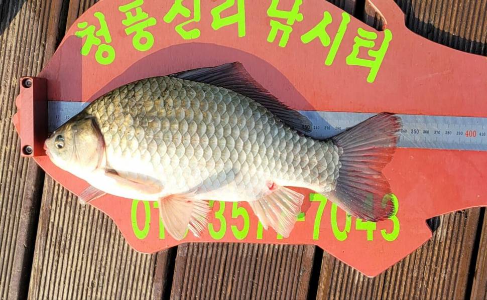 청풍신리낚시터 허리급조황입니다 (조황조행기 - 충주호조황속보)