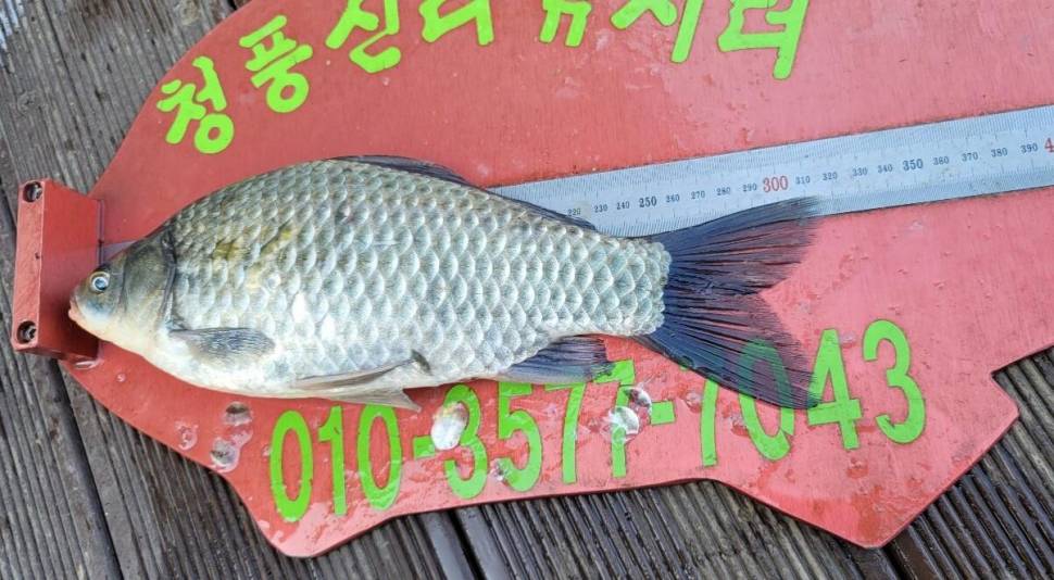 청풍신리낚시터 조황정보입니다 (조황조행기 - 충주호조황속보)