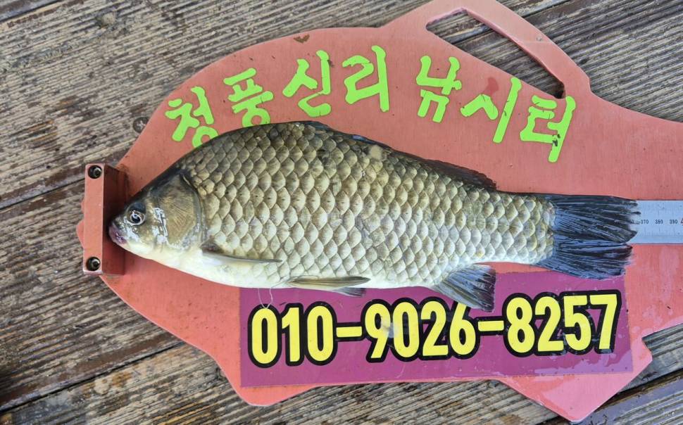 청풍신리낚시터 주말조황입니다 (조황조행기 - 충주호조황속보)
