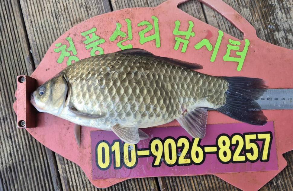 청풍신리낚시터 주말조황입니다 (조황조행기 - 충주호조황속보)