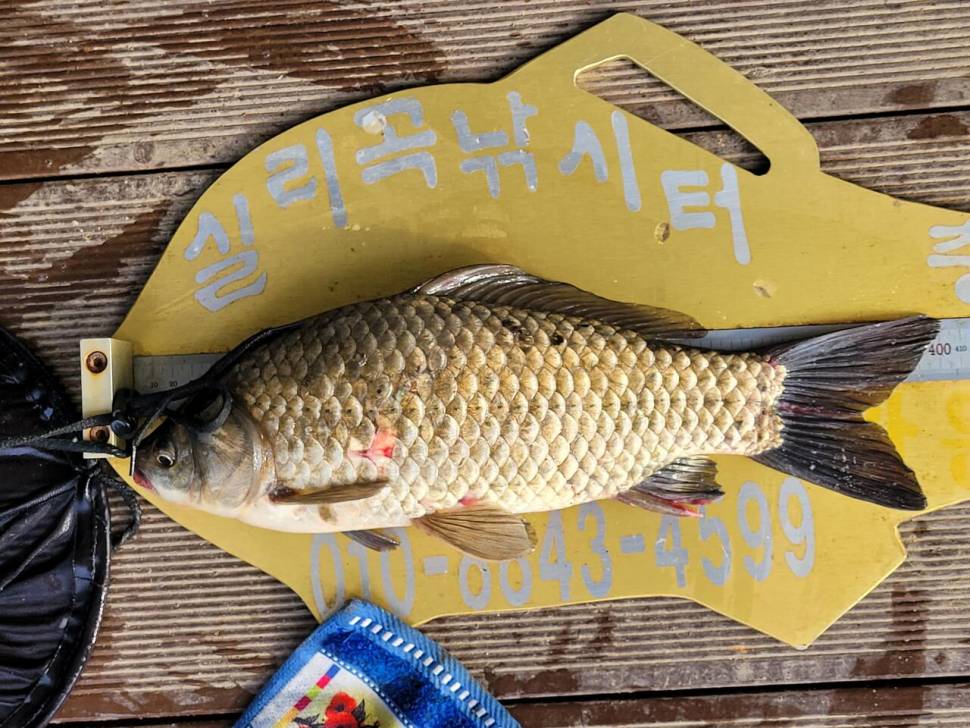 실리곡낚시터 42cm외 4짜3수 조황입니다 (조황조행기 - 충주호조황속보)