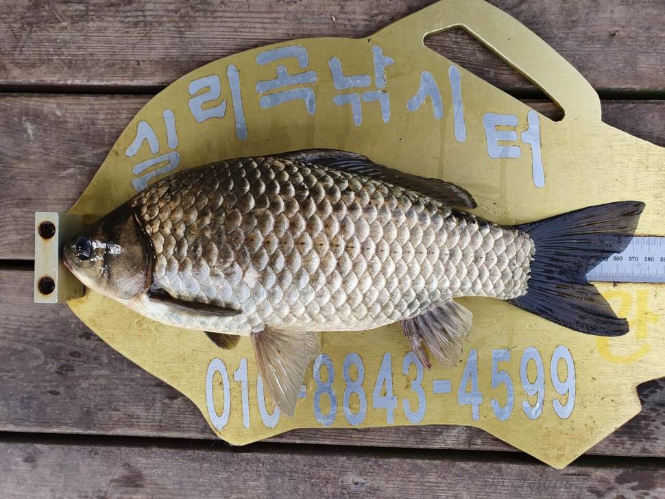 실리곡낚시터 4짜허리급 조황입니다 (조황조행기 - 충주호조황속보)