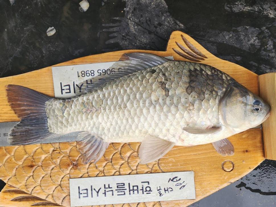 청풍 한버들 조황입니다 (조황조행기 - 충주호조황속보)