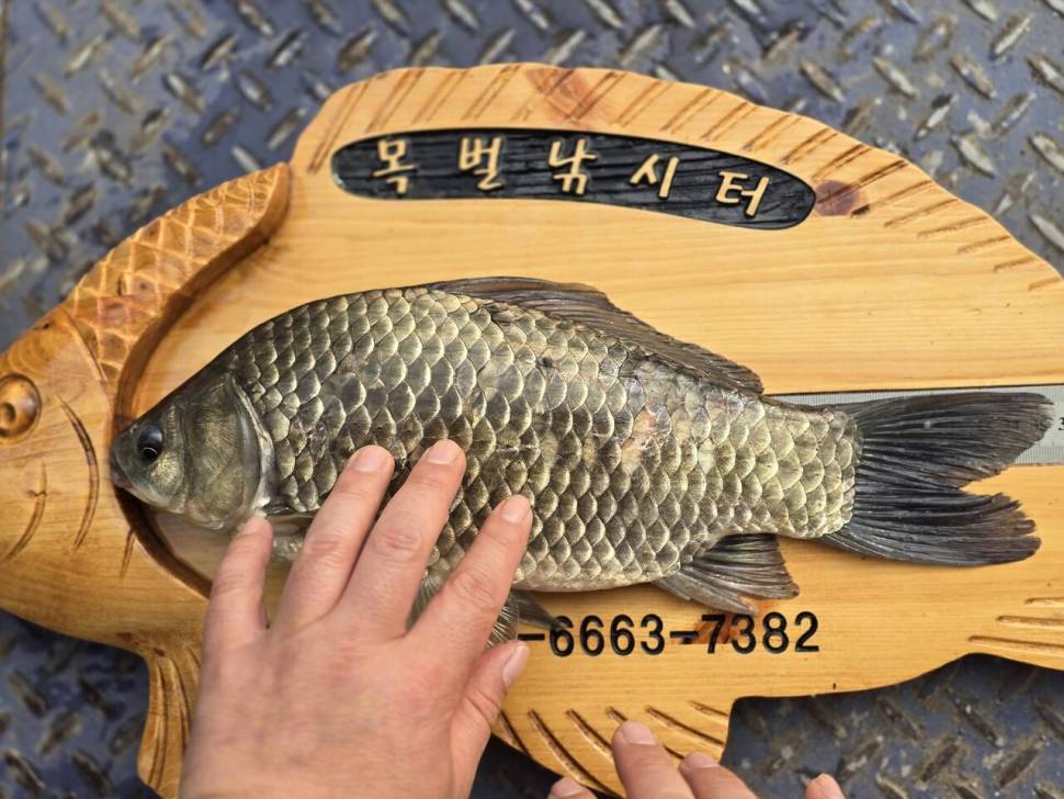 오늘도 대물들이 (조황조행기 - 충주호조황속보)