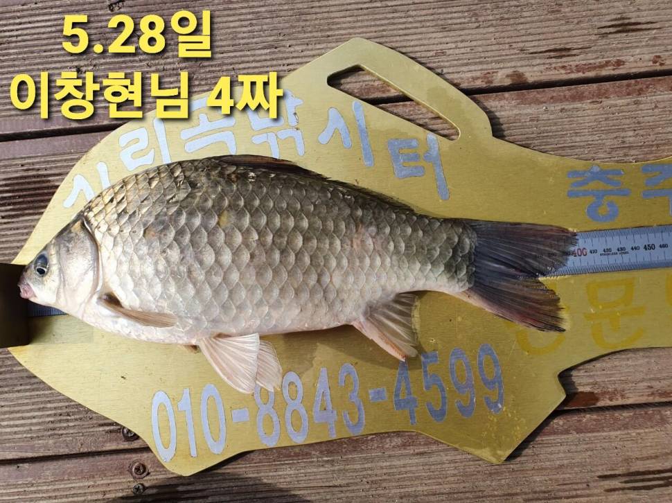 실리곡낚시터 44cm 대물 조황입니다 (조황조행기 - 충주호조황속보)