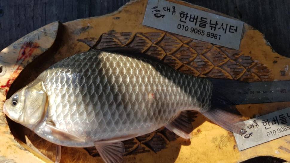 한버들 허릿급 조황입니다 (조황조행기 - 충주호조황속보)