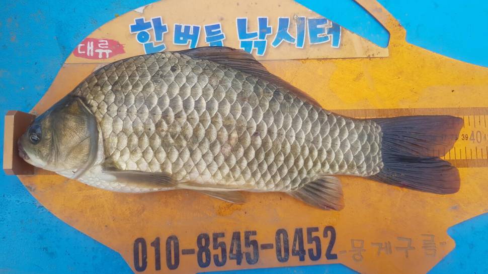 청풍 한버들 낚시터 4짜포함 허릿급 조황입니다 (조황조행기 - 충주호조황속보)