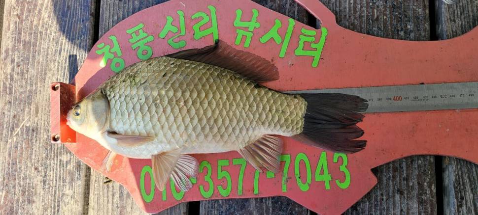 청풍신리낚시터 조황입니다 (조황조행기 - 충주호조황속보)