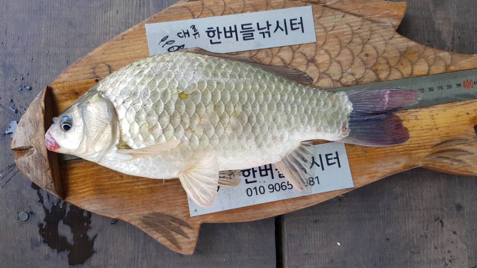 한버들 허릿급 조황입니다 (조황조행기 - 충주호조황속보)