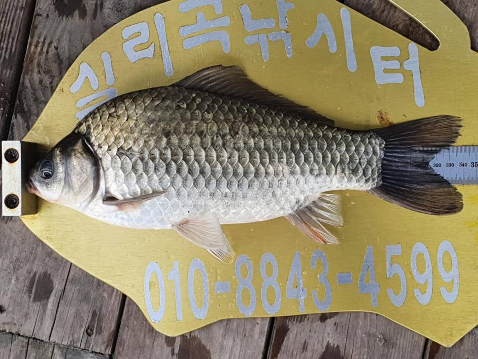 실리곡낚시터 4짜허리급 조황입니다 (조황조행기 - 충주호조황속보)