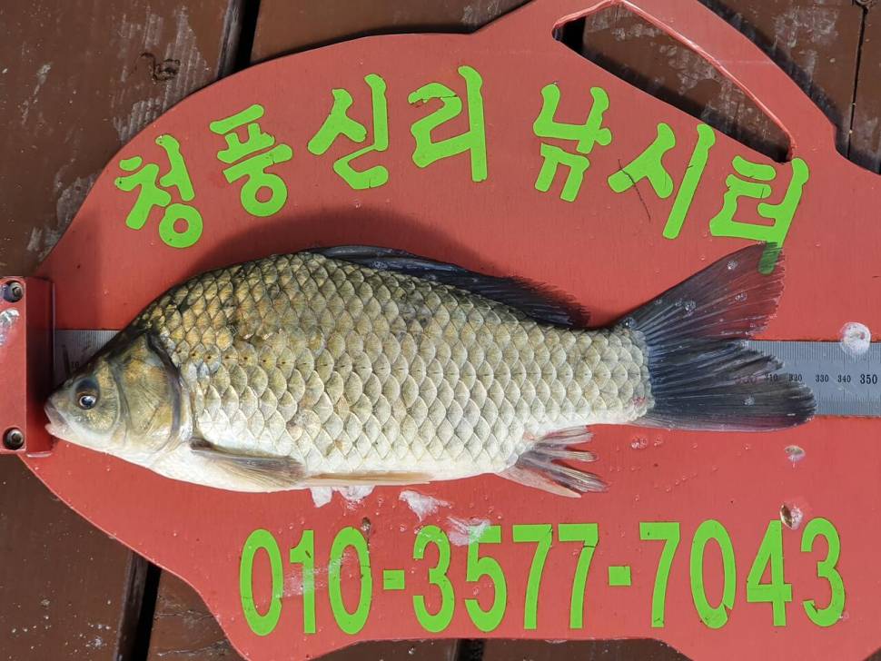 청풍신리낚시터 4짜외 허리급 조황입니다 (조황조행기 - 충주호조황속보)
