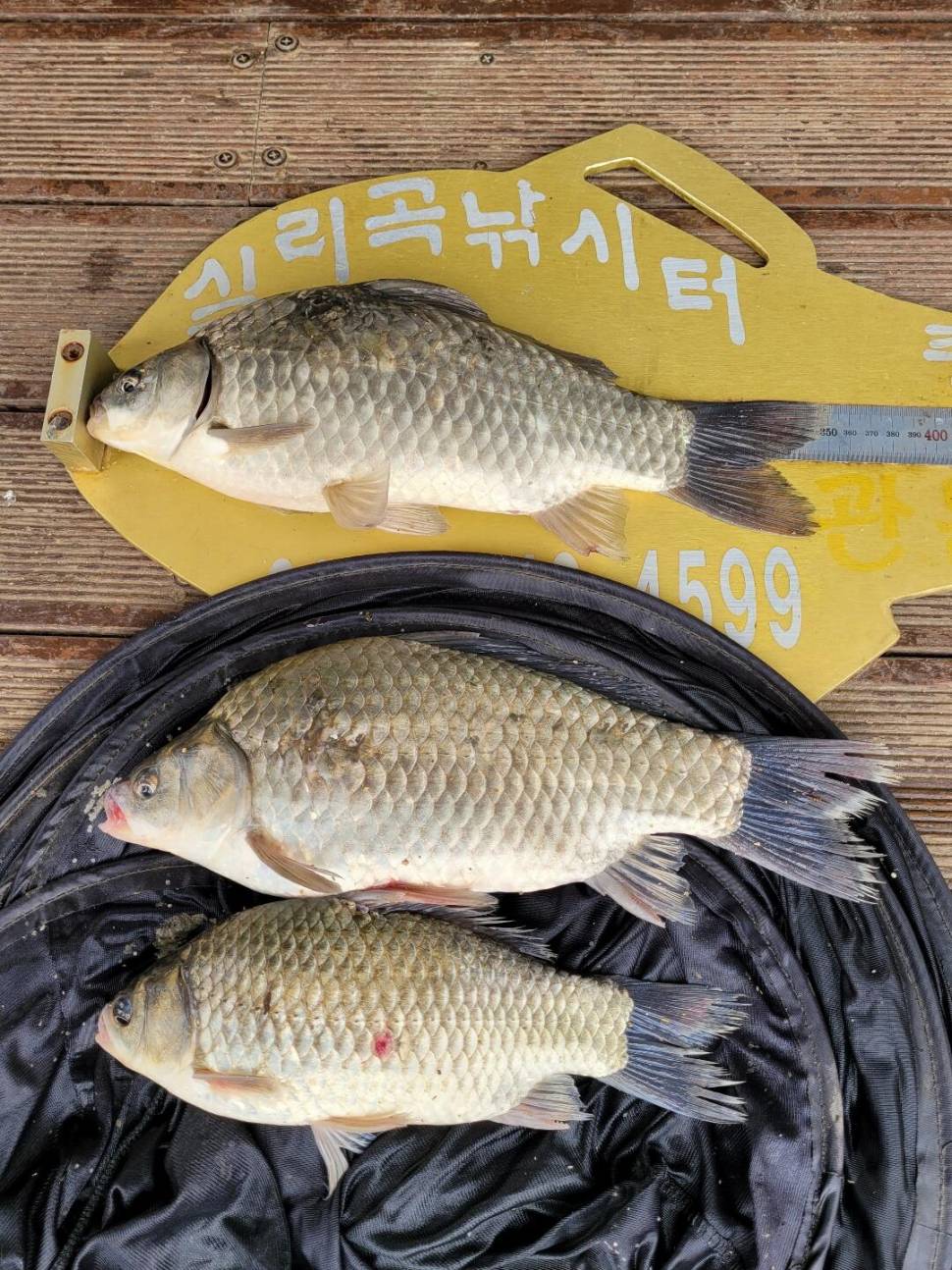 실리곡낚시터 허리급 조황입니다 (조황조행기 - 충주호조황속보)