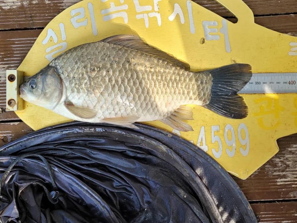 실리곡낚시터 4짜외 허리급입니다 (조황조행기 - 충주호조황속보)